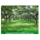 023_Kiwi-Farm.jpg