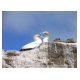 247_Gannets.jpg